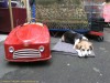 Auto und Hund