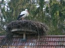 Vogelpark Biebesheim